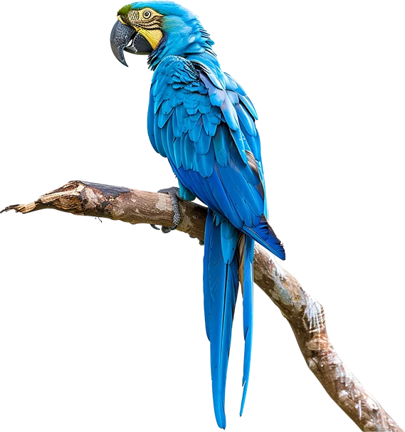Arara-azul pousada num galho